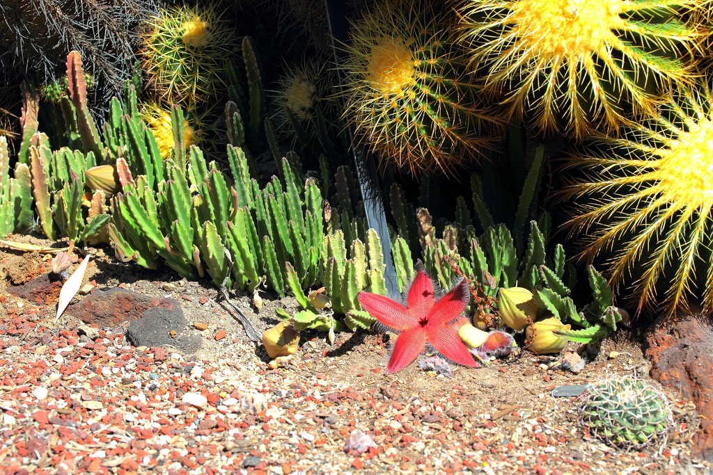 Starfish Flower Cactus by blueberry1222