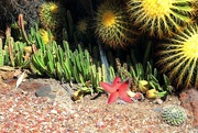 4th Oct 2023 - Starfish Flower Cactus