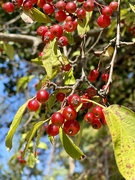 12th Oct 2023 - 10 12 Berries 