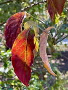 12th Oct 2023 - 10 12 Fall leaves 