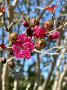 12th Oct 2023 - 10 12 flowers and buds