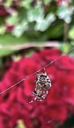 10th Oct 2023 - Spider in the hydrangeas