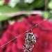 Spider in the hydrangeas by pattyblue