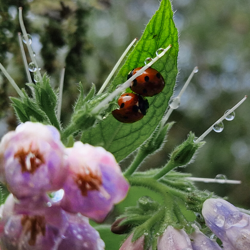 Ladybirds by andyharrisonphotos