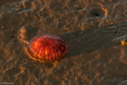 8th Oct 2023 - Jellyfish