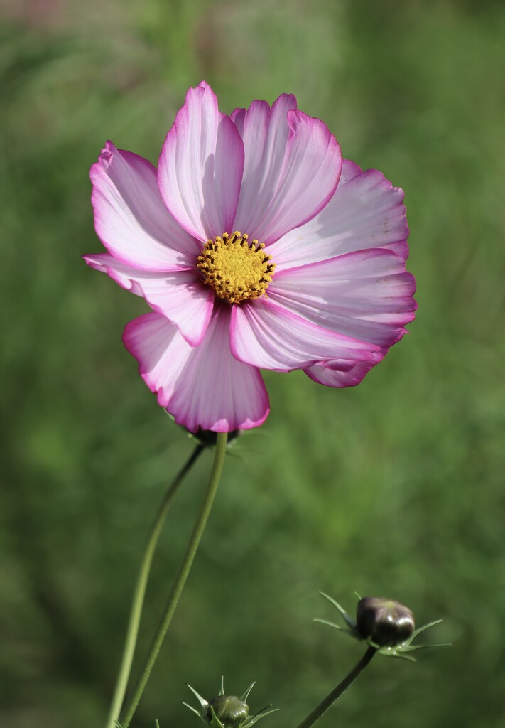 Pretty Cosmos  by jeremyccc