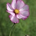 Pretty Cosmos  by jeremyccc