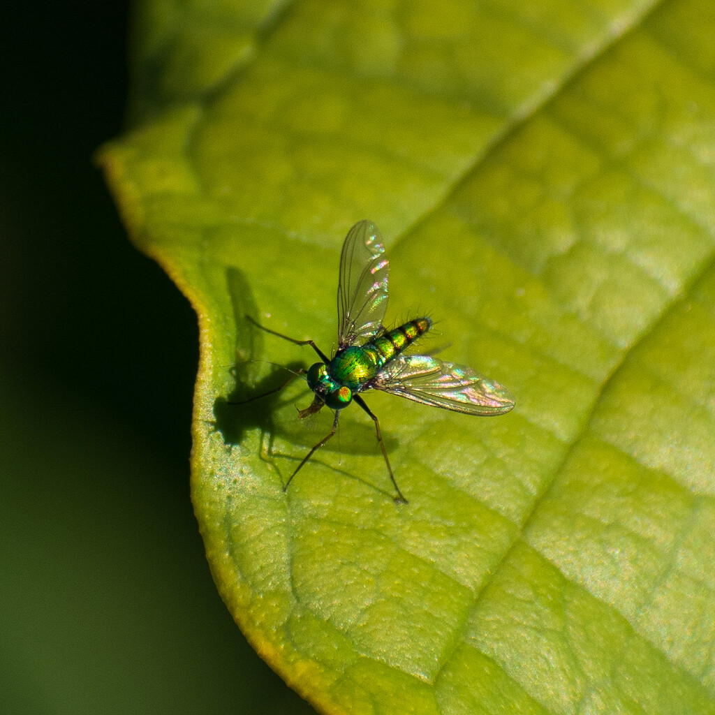 Long Legged Green Fly by nannasgotitgoingon