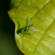 9th Oct 2023 - Long Legged Green Fly