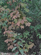 13th Oct 2023 - Leaves changing artistic