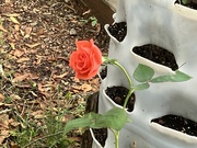 12th Oct 2023 - A Rose E’er Blooming 