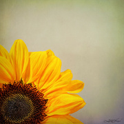 11th Oct 2023 - Sunflower