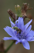 13th Oct 2023 - Bicolored Striped Sweat Bee (Agapostemon virescens)