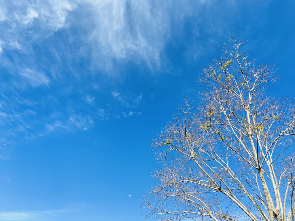 Looking up by sarahabrahamse