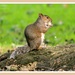 Squirrel Nutkin by carolmw