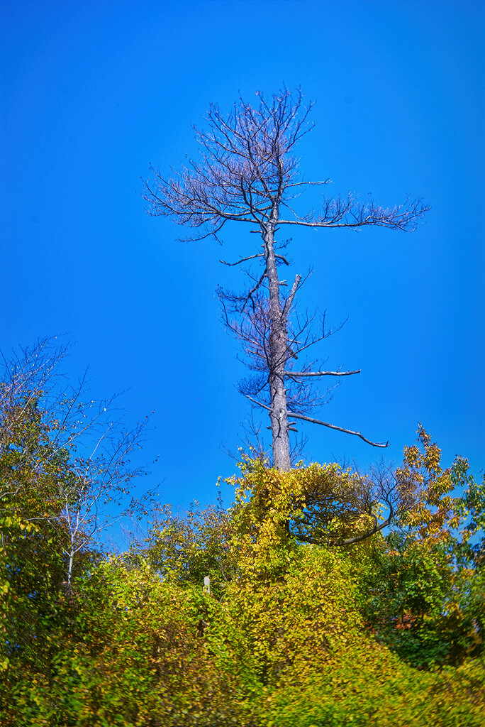 The Tallest Tree by gardencat