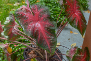 14th Oct 2023 - Caladium Bicolor