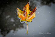 14th Oct 2023 - Black Maple Leaf