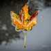 Black Maple Leaf by pej76