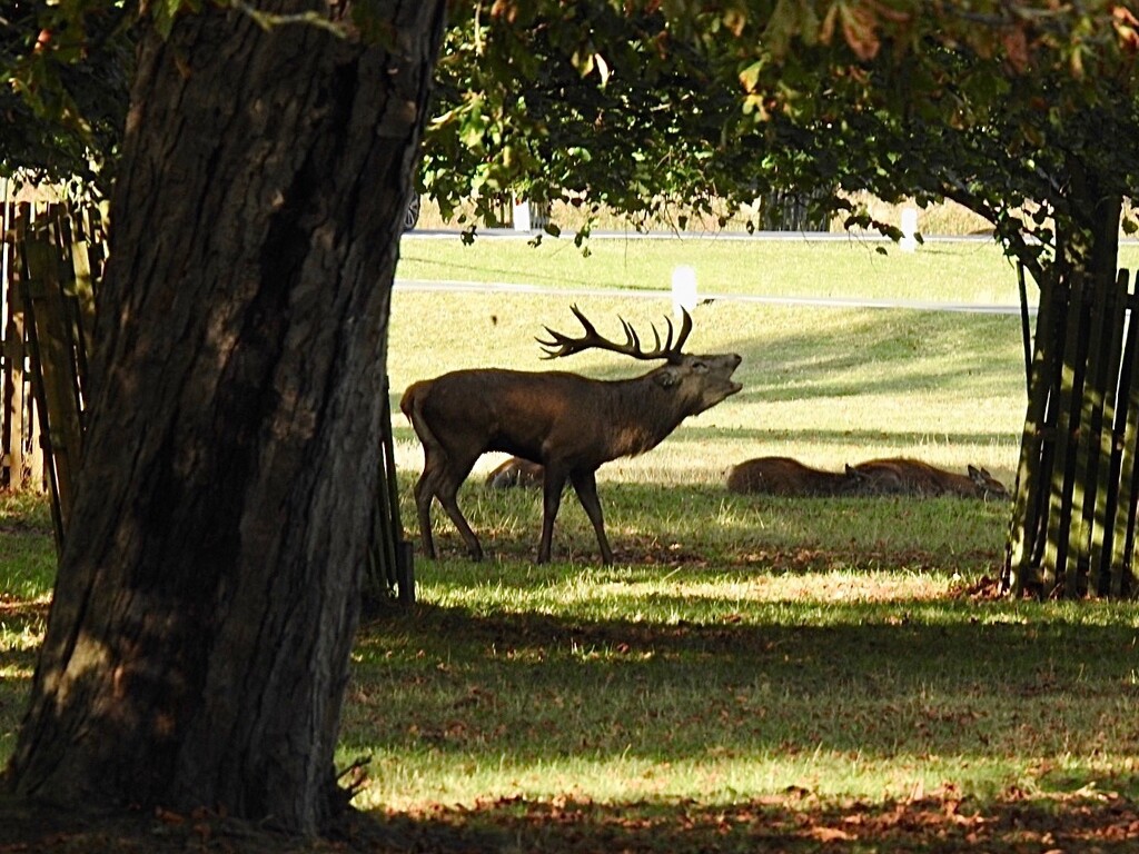 Stag in Bushy Park, London by susiemc
