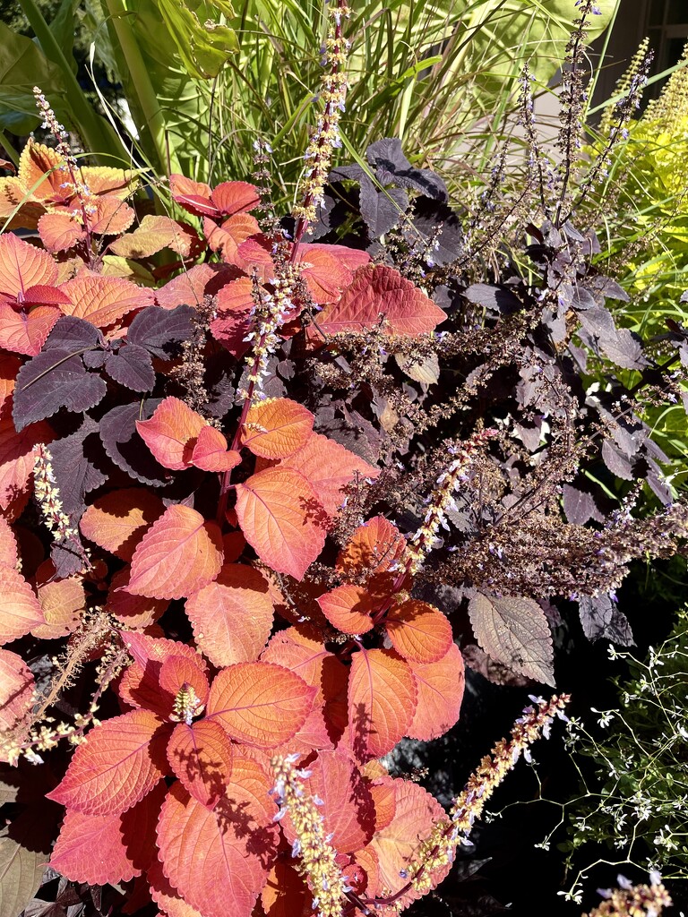 10 13 Coleus in Fall colors  by sandlily