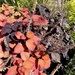 10 13 Coleus in Fall colors  by sandlily