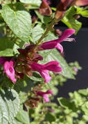 13th Oct 2023 - 10 13 fuschia colored flowers 