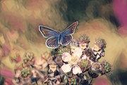 14th Oct 2023 - The Common blue mosaic.........