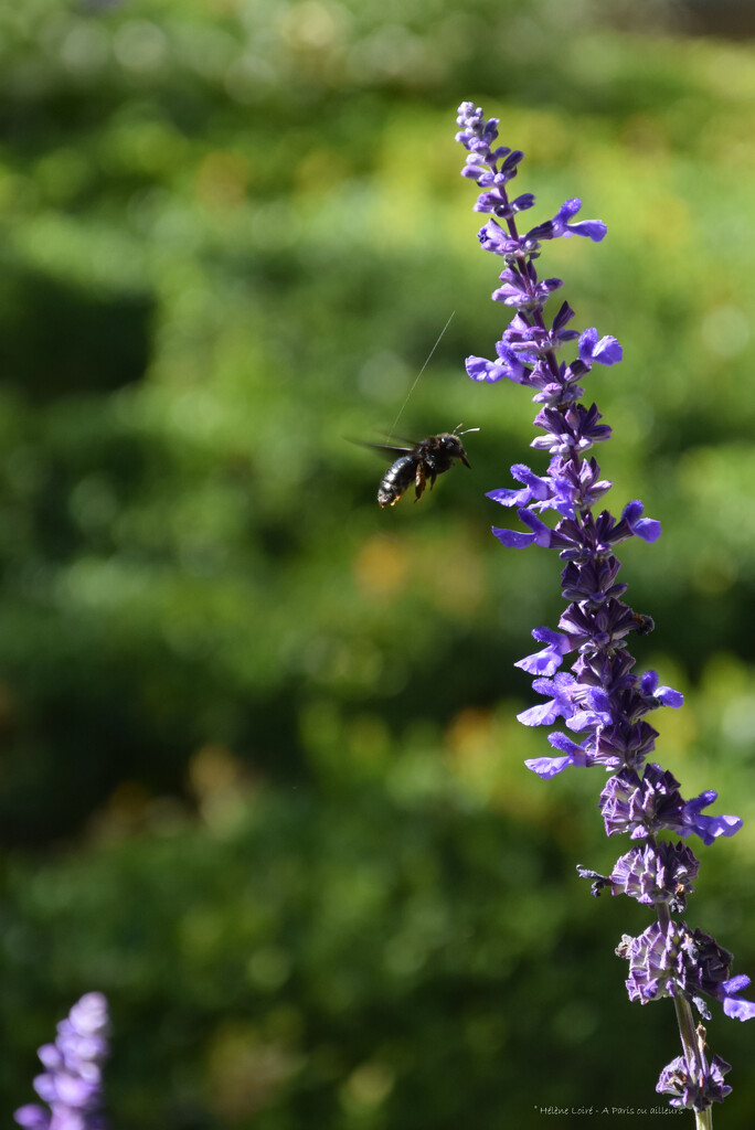 Xylocopa violacea by parisouailleurs