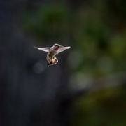 13th Oct 2023 - Hummingbirds