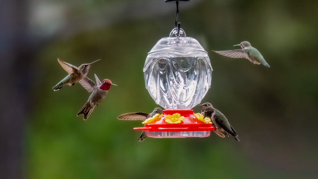 Hummingbirds by nicoleweg