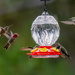 Hummingbirds by nicoleweg
