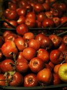 13th Oct 2023 - Shiny apples