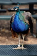 17th Oct 2023 - Peacock