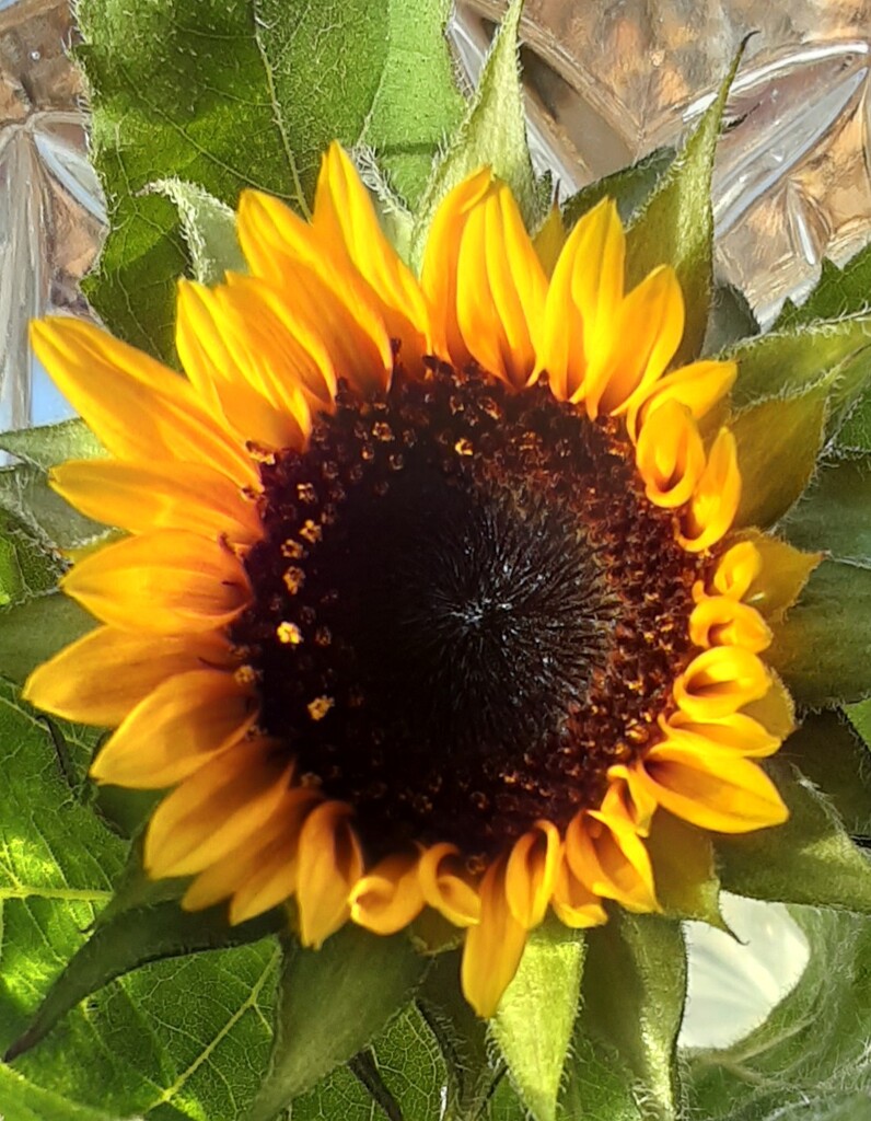 A sunflower grown at home. by grace55