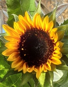 14th Oct 2023 - A sunflower grown at home.