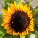 A sunflower grown at home. by grace55