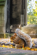 14th Oct 2023 - Giant Squirrel