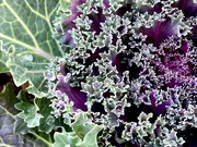 13th Oct 2023 - Ornamental Kale