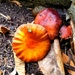 Mushroom Season by kimmer50