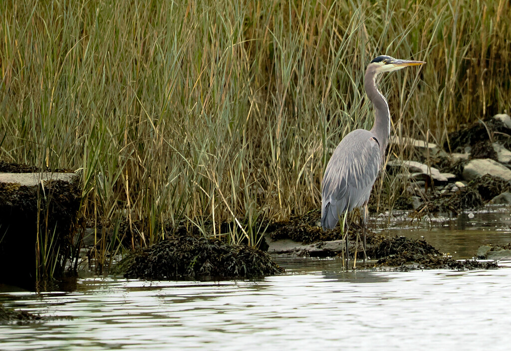 Heron in the Harbor by brotherone