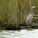 Heron in the Harbor by brotherone