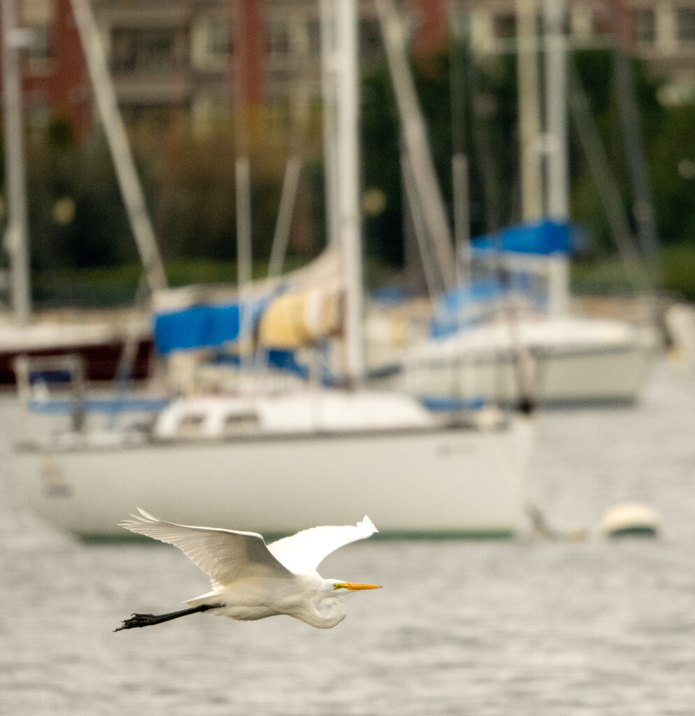 Egret in the Harbor by brotherone