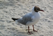 28th Aug 2023 - laughing gull