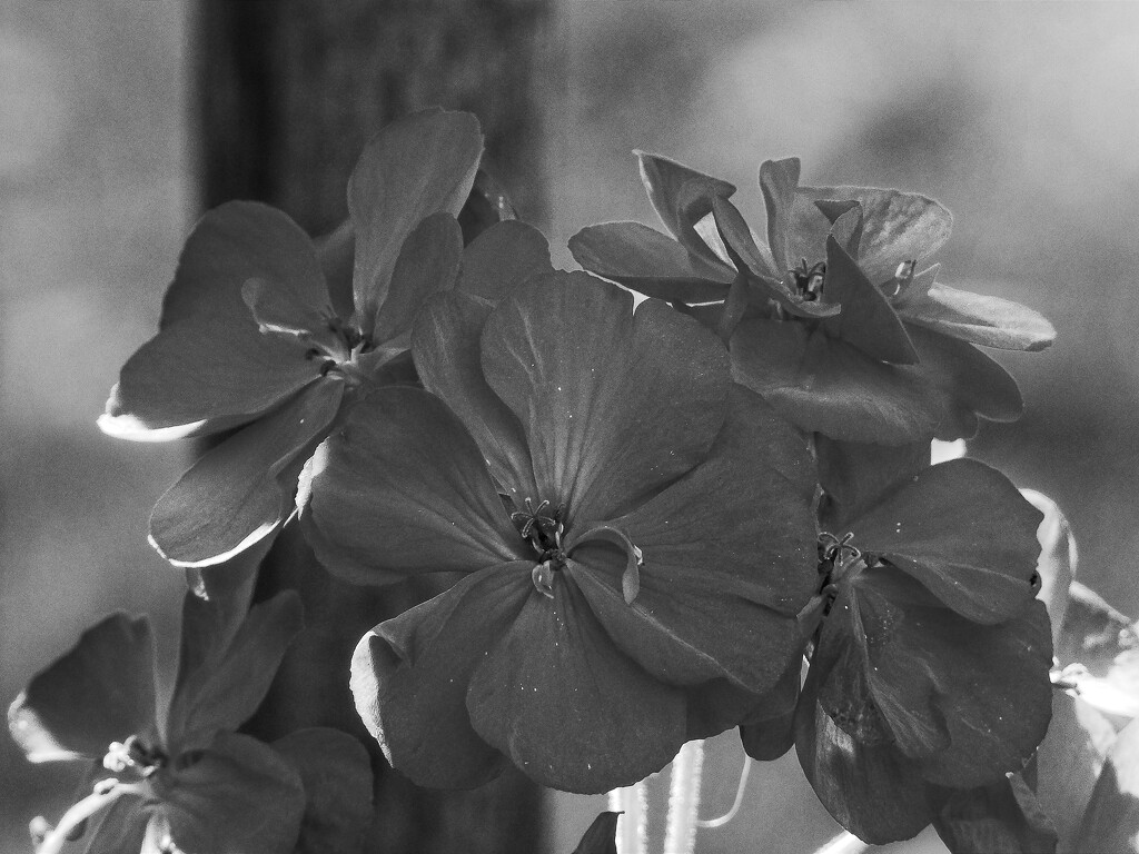 Geraniums... by marlboromaam