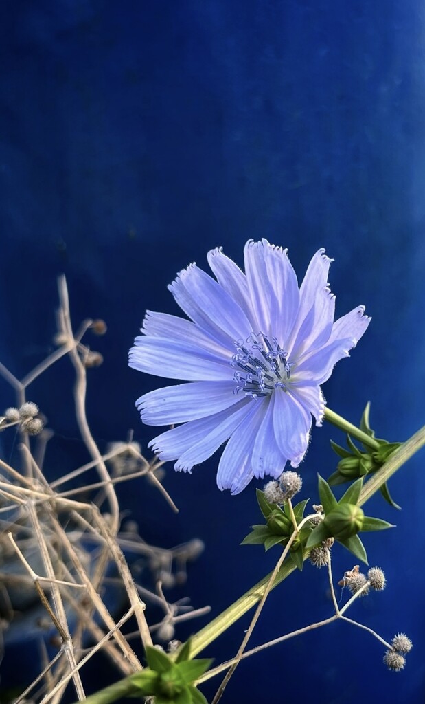 Chicory on blue by pattyblue