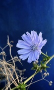 11th Oct 2023 - Chicory on blue