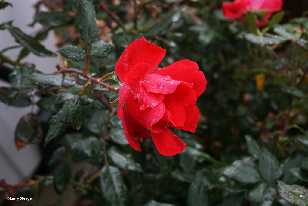 Rain on a red rose by larrysphotos