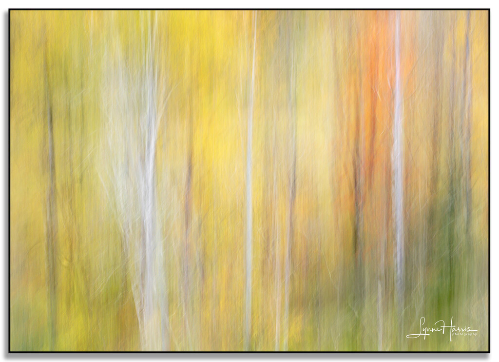 Autumn in Vermont by lynne5477