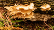 14th Oct 2023 - Fungi on the Log!